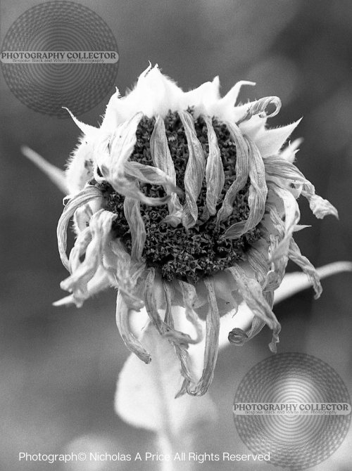 Fading Beauty - Photograph© Nicholas A Price All Rights Reserved