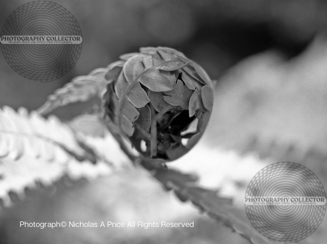 THE NEAR SPHERE - Photograph© Nicholas A Price All Rights Reserved