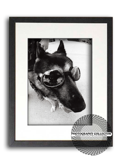 Cleared Hot #31916 DOGGLES (Print to Order) - Framed Photograph© Nicholas A Price All Rights Reserved.