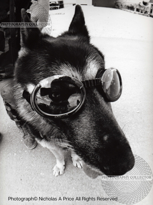 Cleared Hot! #31916 DOGGLES (Print to Order) - Unframed Photograph© Nicholas A Price All Rights Reserved.