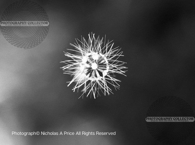 THE CATHERINE WHEEL- Photograph© Nicholas A Price All Rights Reserved